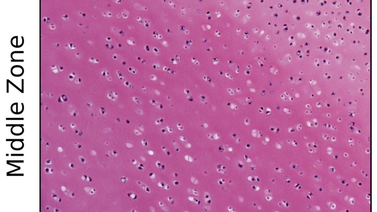 Extracellular-matrix fibres forming a tissue scaffold — the framework cells build along; a Bodenkor feature by Panacea Bio Chem and Bogdan Dicoias